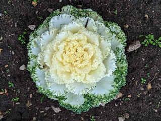Salat, Zierkohl, Kohl, Zierpflanze, Weiß, Rosette 