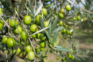 Fototapeta premium Close up of olive branch on farm, selective focus 香川県・小豆島のオリーブ農園