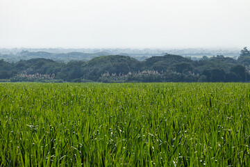 sugar cane cultivation 