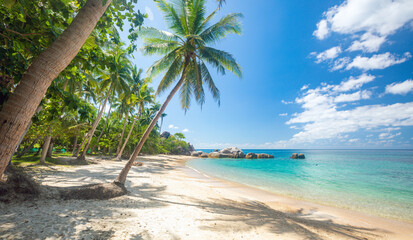 tropical beach with coconut palm tree - 482442553