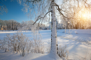 Beautiful winter forest on a sunny day