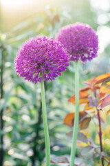 Luxurious inflorescence of colorful flowers of lilac allium blossoming illumined by sunlight in garden. Gardening, postcard, botany, horticulture concept. Close up, soft focus, copy space, vertical.