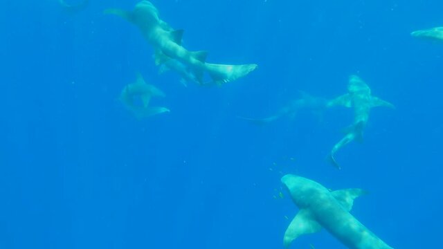 Nurse sharks swimming in deep blue ocean. High quality 4k footage