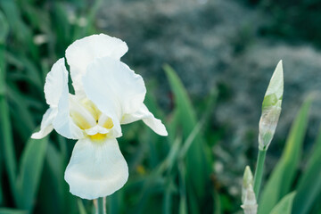 Gorgeous inflorescence of white flower of Siberian iris Snow queen blossoming and buds in spring garden. Nature, spring, flower, garden, botany, horticulture concept. Soft focus, close up, copy space.