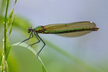 Close-up image of a Banded Demoiselle (Calopteryx splendens) damselfly on green vegetation