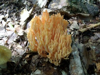 mushrooms in the forest