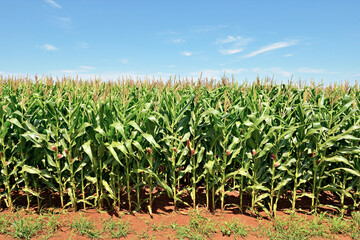 Plantação de milho com espigas e folhas verdes com céu azul  , milharal.