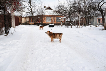 Homeless dog in the snow, winter