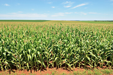 Fototapeta na wymiar Plantação de milho com pendões