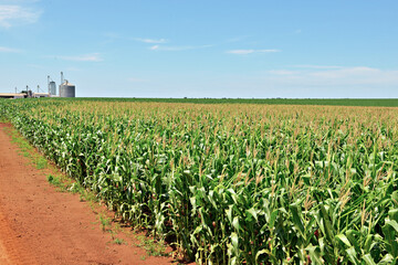 Fototapeta na wymiar Plantação de milho com folhas verdes com céu azul , silo de armazenagem
