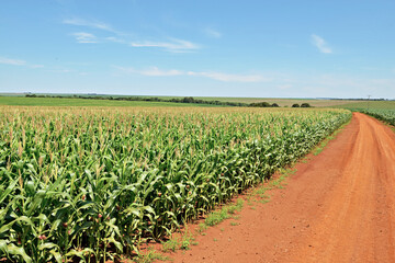 Plantação de milho com pendões