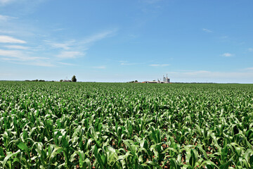 Plantação de milho com folhas verdes com céu azul , silo de armazenagem