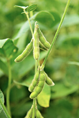 Obraz premium Vagem de soja verdes.