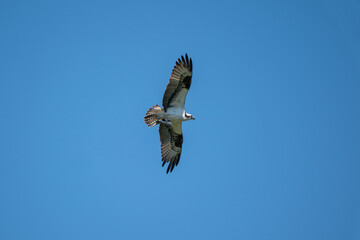 The osprey (Pandion haliaetus)
