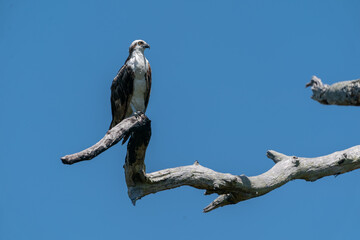 The osprey (Pandion haliaetus)
