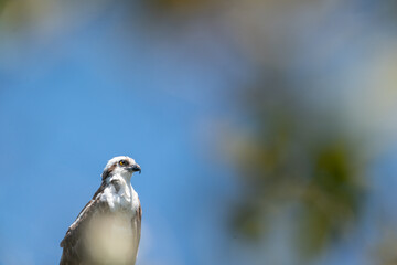 The Osprey (Pandion haliaetus)
