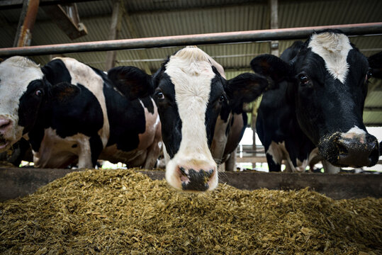 Vaca leiteira em confinamento em close-up