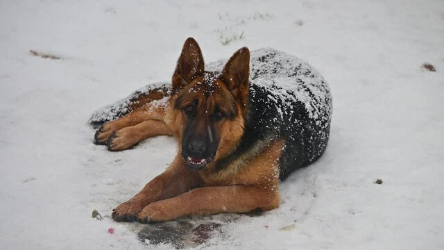 cute german shepherd dog covered in snow looking for something