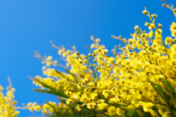Mimosa fresh flowers