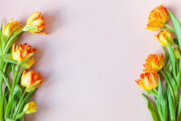 Orange tulips on a pastel pink background. Floral frame. Copy space, flat lay. Spring holidays, mothers day, womens day concept. Selective focus.