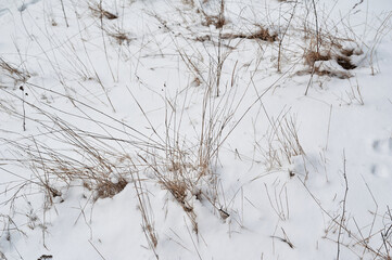Yellow grass in the snow in winter