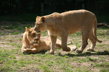 Fototapeta na wymiar lionesses in a zoo in france