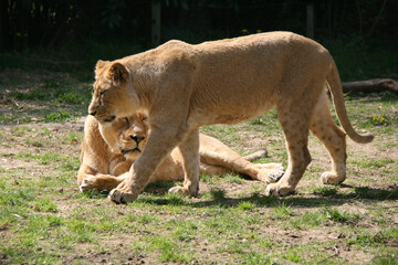Fototapeta na wymiar lionesses in a zoo in france