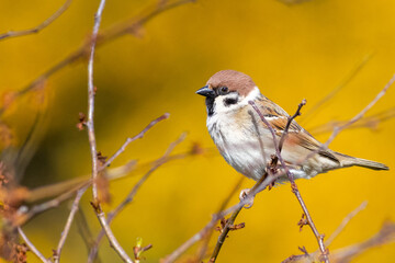 Tree sparrow (Passer montanus)
