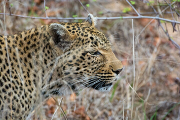 Female leopard (Panthera pardus) in the Sabi Sands Reserve, South Africa