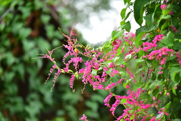 pink and white flowers