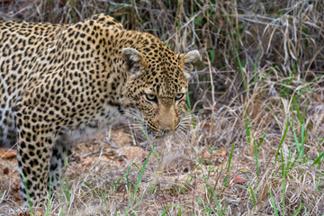 Female leopard (Panthera pardus) in the Sabi Sands Reserve, South Africa