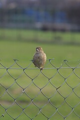 robin on the fence