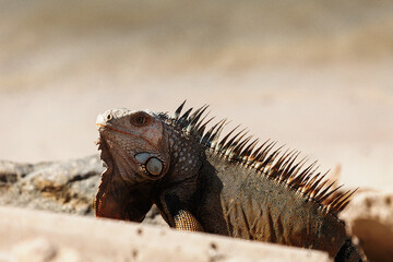 Iguana