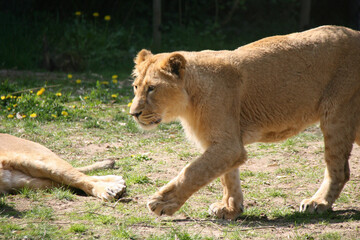lionesses in a zoo in france