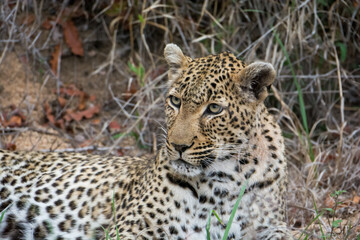 Fototapeta na wymiar Female leopard (Panthera pardus) in the Sabi Sands Reserve, South Africa