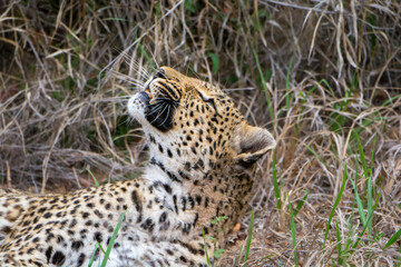 Female leopard (Panthera pardus) in the Sabi Sands Reserve, South Africa
