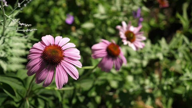 Echinacea flowers in the garden. Flower at left in sharp focus with soft background.