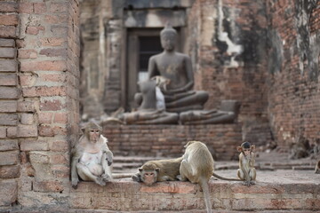 monkeys in ancient buddhist temples in asia
