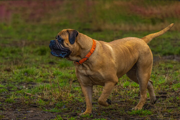 2022-01-22 A SIDE PHOTOGRAPH OF A FULL GROWN FEMALE BULLMASTIFF AT THE MARYMOOR DOG PARK IN REDMOND WASHINGTON