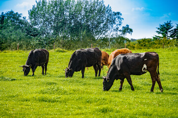 Cows On On Farmland. Herd of cows at summer green field