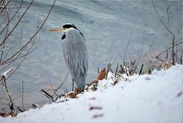 Heron bird by the lake standing in the snow