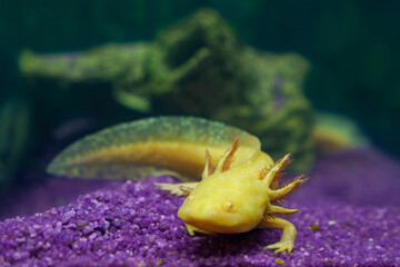 Underwater Axolotl portrait close up in an aquarium. Mexican walking fish. Ambystoma mexicanum.