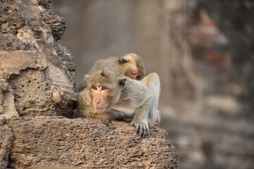 monkeys in ancient buddhist temples in asia