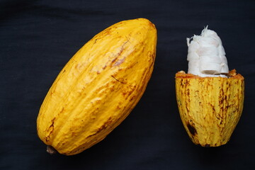 Yellow fruits of Theobroma cacao tree, also called cocoa tree, family Malvaceae, used to make...