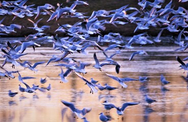 Flock of seagulls flaying in sunset above the lake