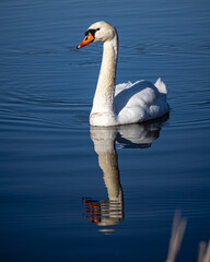 Höckerschwan