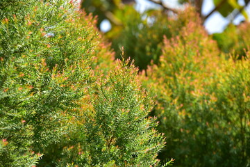 beautiful flowers and green leaves.Green leaves with beautiful sunlight Used as a background image.	