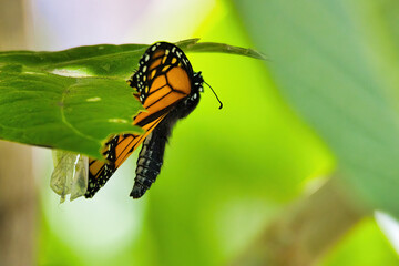 Monarch butterfly pumping its wings after just recently emerging from its chrysalis.