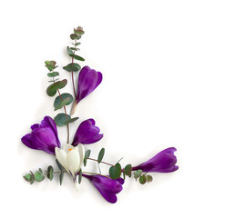 Violet and white crocuses with green eucalyptus leaves and branches on a white background with space for text. Spring flowers. Top view, flat lay