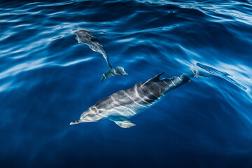 Naklejka premium A group of friendly dolphins swims along a dolphin watching boat, on the beautiful and blue Tenerife Sea in Spain, on the Atlantic oceans